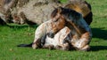 Beautiful shot of a sleeping horse in a green field