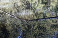 Beautiful shot of the small dirty lake called Sulfne in South Tirol, Italy-Pollution concept