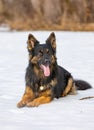 Beautiful shot of a smart German Shepherd laying on the snow in winter