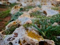 Beautiful shot of a snail shell on mossy rock and vegetation Royalty Free Stock Photo