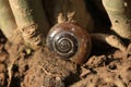 Snail shell Royalty Free Stock Photo