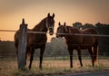 Beautiful shot of some horses in a farm during the sunset Royalty Free Stock Photo