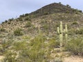 Beautiful shot of the Sonoran Desert with Saguaro cactus in Phoenix, Arizona Royalty Free Stock Photo