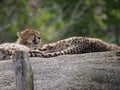 Beautiful shot of South African cheetahs relaxing at a reserve