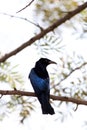 Spangled drongo Royalty Free Stock Photo