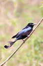 Spangled drongo Royalty Free Stock Photo