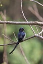 Spangled drongo Royalty Free Stock Photo