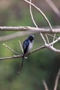 Spangled drongo Royalty Free Stock Photo