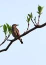 Spot winged starling