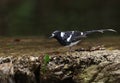 Spotted forktail Royalty Free Stock Photo