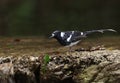 Spotted forktail