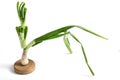 Spring onion plant