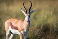 Beautiful shot of Springbok at Pilansberg Nature Reserve Royalty Free Stock Photo