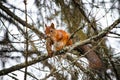 Beautiful shot of a Squirrel (Sciurus ) sitting on a winter tree branch and eating a pine cone Royalty Free Stock Photo