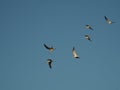 Beautiful shot of a Sternidae bird flock flying in a sky Royalty Free Stock Photo