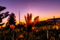 Beautiful shot of sun rays shining through a flower in a field during sunset Royalty Free Stock Photo