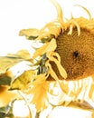 Beautiful shot of a sunflower with bright yellow petals isolated on a white background Royalty Free Stock Photo