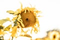 Beautiful shot of a sunflower with bright yellow petals isolated on a white background Royalty Free Stock Photo