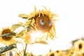 Beautiful shot of a sunflower with bright yellow petals isolated on a white background Royalty Free Stock Photo