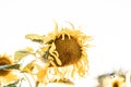 Beautiful shot of a sunflower with bright yellow petals isolated on a white background Royalty Free Stock Photo