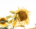 Beautiful shot of a sunflower with bright yellow petals isolated on a white background Royalty Free Stock Photo