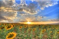 Beautiful shot of a sunflower field with a beautiful sunset in the background Royalty Free Stock Photo