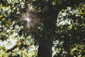 Beautiful shot of the sunlight peeking through tree leaves Royalty Free Stock Photo