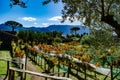 Beautiful shot of a sunny vineyard in Pompeii, Campania, Italy