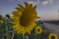 Beautiful Shot Of A Sunset Over A Blooming Sunflower In A Field