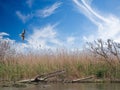 Beautiful shot of a swamp with reeds and with a flying seagull on background of clouds in blue sky Royalty Free Stock Photo