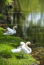 A beautiful shot of swams on the blue water. Wild life photography