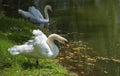 A beautiful shot of swams on the blue water. Wild life photography