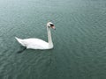 beautiful shot of a swan floating on the lake Royalty Free Stock Photo