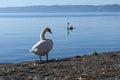 Beautiful shot of swans by Bracciano's Lake near Rome, Italy Royalty Free Stock Photo