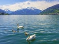 Beautiful shot of swans on a lake in Kurpark Thumersbach Zell Austria