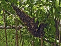 Beautiful shot of swarm of bees on a tree