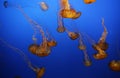 Beautiful shot of swarm of Jellyfish in Monterrey bay aquarium, Monterrey California Royalty Free Stock Photo