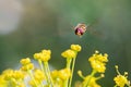 Beautiful shot of a Syrphus ribesii hoverfly flying over yellow flowers