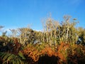 Beautiful shot of tall dry trees and plants under a clear blue sky Royalty Free Stock Photo