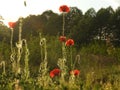 Beautiful shot of tall red poppies blooming in a field Royalty Free Stock Photo