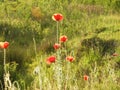 Beautiful shot of tall red poppies blooming in a field Royalty Free Stock Photo