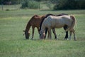 Beautiful shot of three brown, black and white horses standing next to each other and eating grass Royalty Free Stock Photo