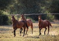 Beautiful shot of three brown horses in the meadow Royalty Free Stock Photo