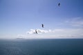 Beautiful shot of three gulls flying above sea Royalty Free Stock Photo