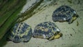 Beautiful shot of three radiated tortoises under the water Royalty Free Stock Photo