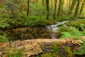 Beautiful shot of a tiny river in a forest