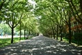 Beautiful shot of a trail covered with green tree shadows in a park on a sunny day Royalty Free Stock Photo