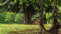 Beautiful shot of a tree branch swing in a bright green park on a sunny day Royalty Free Stock Photo