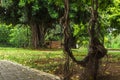 Beautiful shot of a tree branch swing in a bright green park on a sunny day Royalty Free Stock Photo