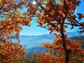 Beautiful shot of a tree with brown leaves and an overlooking view of mountains on a sunny day